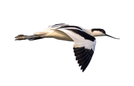 avocette