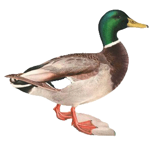 colvert